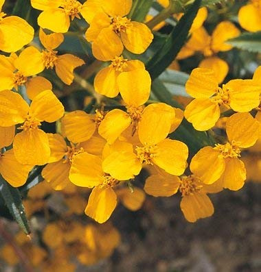 25 semi di TRM683 Inverno Dragoncello (Tagetes Lucida): solo semi