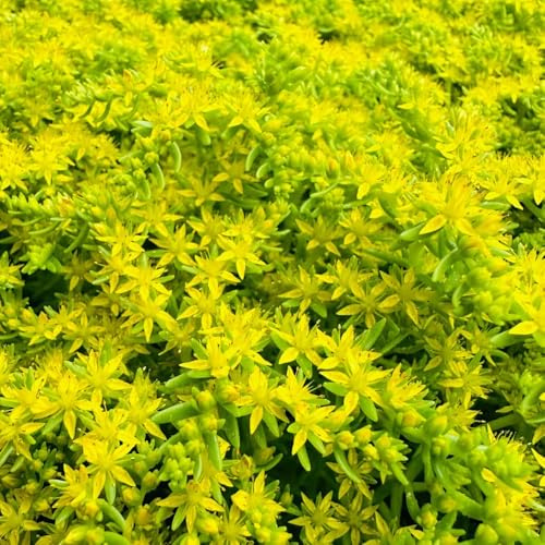 Semillas de sedum decoración orgánicas jardín balcón 200pcs