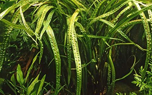 Tropica Aquarium Pflanze Cryptocoryne balansae Grasblättriger Wasserkelch Wasserpflanze Aquariumpflanze Nr.125