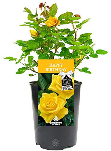 Happy Birthday Rose - Celebrate Someone Special's Birthday with a Unique Living Plant Gift