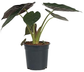 Plant in a Box - Elefantenohr - Alocasia 'Wentii' - Höhe 70-80 cm - Topf 19 cm - Zimmerpflanze - Grün