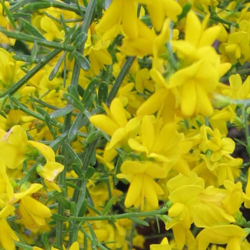 24 x Genêt de Lydie - Genista lydia godet 9x9cm, pour 3m² : Une star ensoleillée du jardin avec des fleurs jaune vif