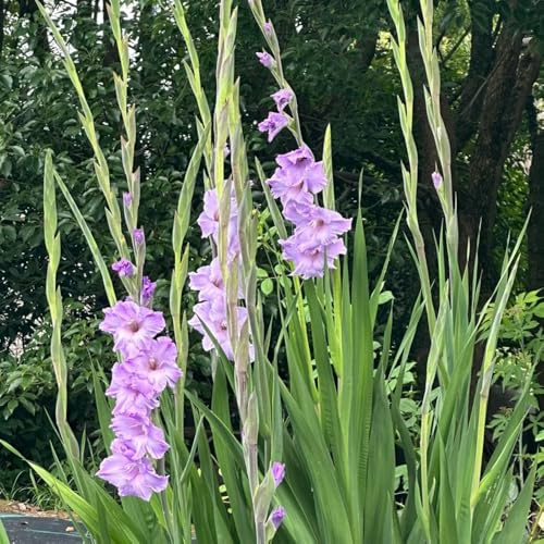 20bulbi di gladioli esotiche, gladiolo era, primaverili di aconiti invernali perenni resistenti
