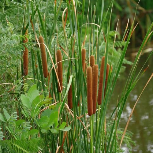 Rohrkolben - wildkräuter teichpflanzen kräutersamen exotische kräuterpflanzen Zwergrohrkolben nachhaltige produkte kräutergarten stauden winterhart mehrjährig geschenke für 250Samen