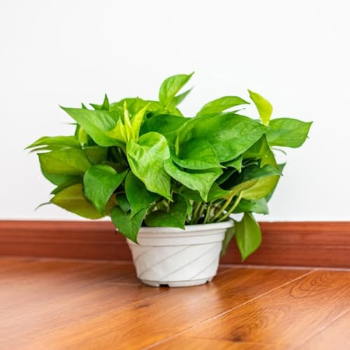 semi Epipremnum aureum - Pothos d'appartamento di al coperto decorazione d'appartamento esotiche balcone rialzato letto tetti verdi ornamentali 350pcs