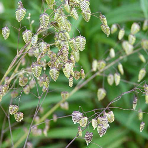 Common Quaking Grass Briza Media f. microstachya Semi-Evergreen Hardy Perennial Green-Purple Blooms Easy to Grow Your Own Garden Grasses 1 x 1 Litre Potted Plant by Thompson & Morgan
