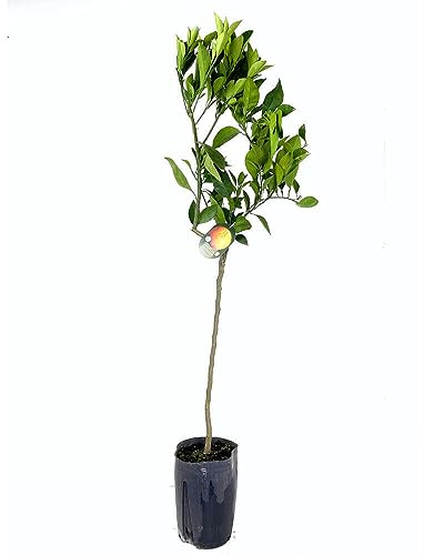 Cultiva Naranjas Frescas con un Árbol Frutal de Naranjo en tu Jardín