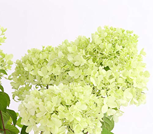 Dehner Rispen-Hortensie Magical Candle, grünlich-weiß bis rosa, 40-60 cm