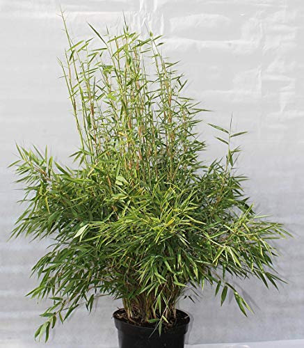 Fargesia murieliae Brillant®Ⓢ - Heckenbambus Brillant Größe 100-120 cm