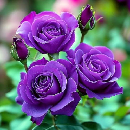 Sfuso Rizoma Di Rosa, Perenne, Adatto A Primavera E Autunno, Ideale Per La Vista In Giardino, Non Necessita Di Irrigazione-1 Rizoma-C
