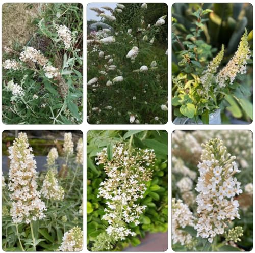 Buddleja davidii - semi semi resistenti perenni tagliati estremamente resistenti, 600pz