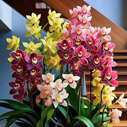 Bellissimo Rizoma Di Cymbidium Orchidea, Resistenti Al Freddo E Alla Siccità, Facile Da Coltivare, Adatte Per La Decorazione Di Giardini-3 Rizoma-B