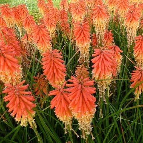 6x Fackellilie 'Papaya Popsicle' - Kniphofia 'Papaya Popsicle' - Topf 9x9cm - Bienenfreundliche Staude