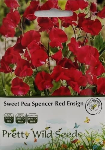 Sweet Pea Spencer Red Ensign Seeds in Pictorial Packet - Packed in The UK - 25 Seeds