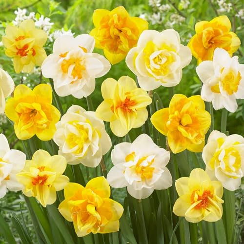 Bulbi Fiori Perenni da Esterno - 25 Bulbi di Narciso Collezione - 6-7 varietà - Piante e fiori esclusivi dall'Olanda - Profumati - per giardino e vaso (non semi, non artificiali)