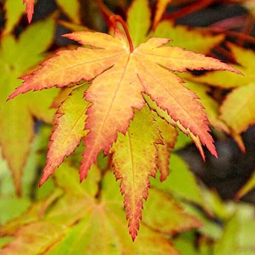 Acer palmatum Summer Gold - Japanese Maple Tree | Large Outdoor Garden Ready Plant in Pot (50-70cm Incl. Pot)