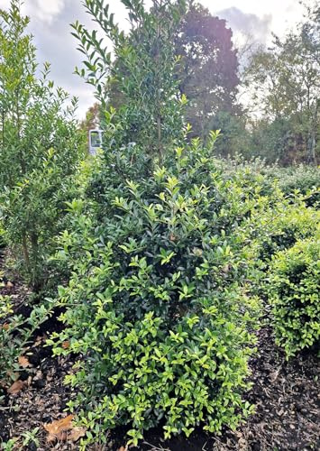japanische Hülse Ilex crenata Dark Green ® 80-100 cm hoch mit Ballen | Immergrün, winterhart & robust – pflegeleicht, schnittverträglich, Blüte im Frühling
