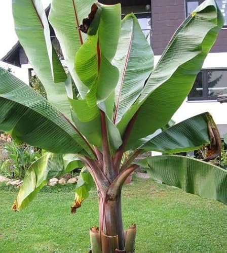 Etiopische Bananenblätter - 5 große Bananenhälften - Bananenhalbschalen - Ensete ventricosum musa - NPWS