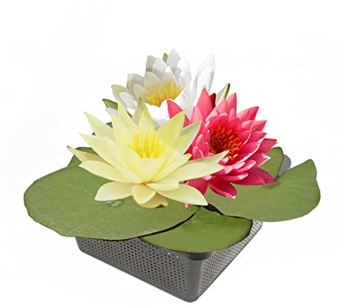 Echte Seerosen Winterhart im bunten Mix Teich Pflanzen, Aquarium Pflanzen Teichpflanzen im Pflanzkorb Wasserpflanzen Seerose Nymphaeae Anzuchtset Teichpflanzen winterhart (Seerosen Trio)