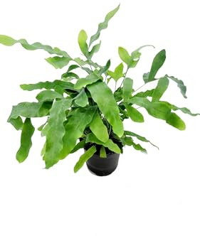 Helecho Plateado Planta de Interior o Exterior con Hojas de Color Verde Grisáceo