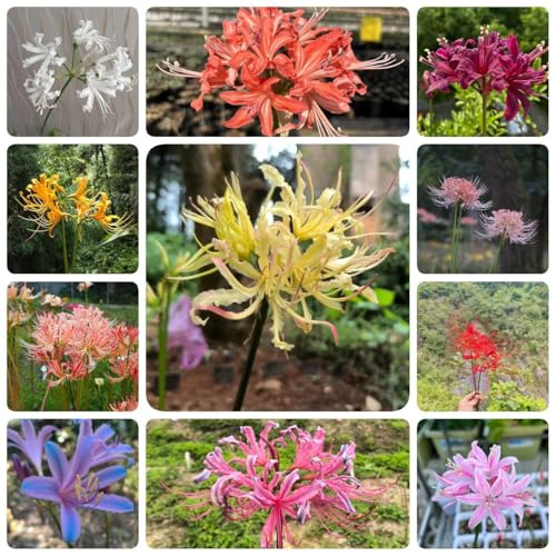 bulbos de lirio araña, lycoris radiata - cobertura del suelo, perenne resistente decoracion 10pcs