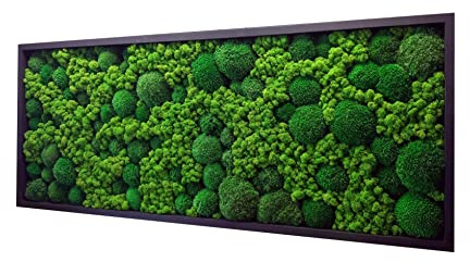 Hello Moss Moosbild - Moos Deko Für Ihr Haus - Bilderrahmen mit Kissenmoos und Cladonia - moderne Mooswand Lebend - Einzigartige Wanddeko - verschiedene Großen (Natürlich Kiefer, 100x50cm)