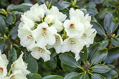 Rhododendron yakushimanum Flava 25-30 cm Zierstrauch winterhart
