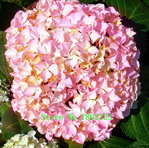 Heiß! 20 Farben 300 Hydrangea semi/semi di fiori borsa di ortensia in vaso gerani balcone ortensie semi impianto al coperto