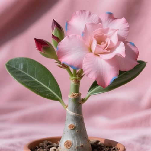 Lebende Pflanzen,Winterhart pflanzen, Mehrjährige Blumenzwiebel ist winterhart, Mysteriöse magische Glühbirne,3 years,Blumenzwiebel Mix-1 Wüstenrose knollen -B