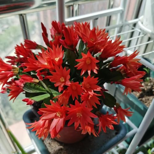 cactus di natale giardino di interno primaverili 400semi