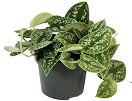 Satin Pothos SCINDAPSUS PICTUS argyraeus | Epipremnum Devils Ivy | Easy Care Trailing Indoor House Plant