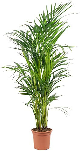 Areca Dypsis Lutescens - Areca Dypsis - Altezza ca. 85 cm, diametro vaso 17 cm