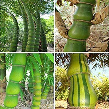 Germinazione I Semi: 1: 40 semillas de bambú Buda Ventre Rare Pianta Ornamentale Perenne, Decorazione del Giardino
