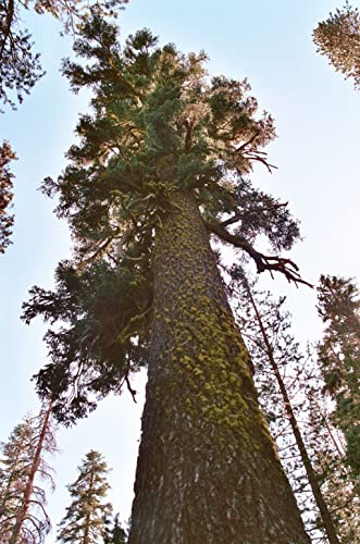 Pracht-Tanne (Abies magnifica) 20 Samen