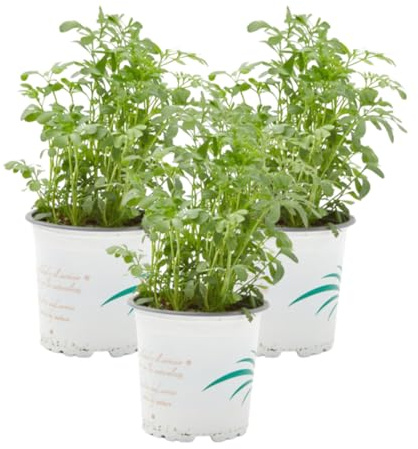 Verdecora Ruda Culinaria Planta Natural Pack 3 Unidades Maceta Ø11cm | Arbusto aromático, Planta Viva Exterior, Hierba para infusiones, Especial para cocina
