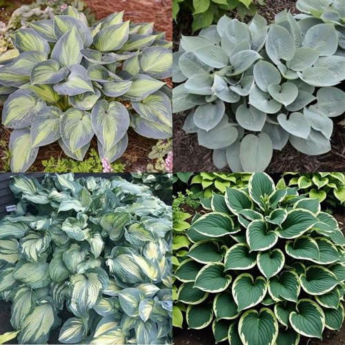 HGJKYTFCDG - Achetez les hostas résistants à l'hiver - Rhizomes de hosta - Acheter des hostas - Véritables hostas avec rhizome, idéal pour acheter pour votre jardin - Lot de 6 pièces - I