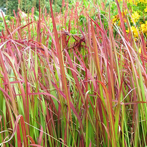 Blumixx Stauden Imperata cylindrica 'Red Baron' – Japanisches Blutgras, rot leuchtende Ziergras, dekorative & pflegeleichte Staude, ideal für sonnige Standorte