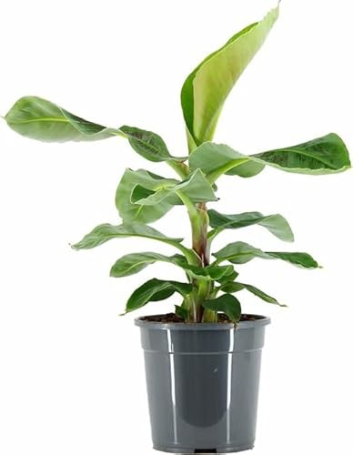 DECOALIVE Planta Bananera de Interior y Exterior Árbol Natural para Decorar el Hogar