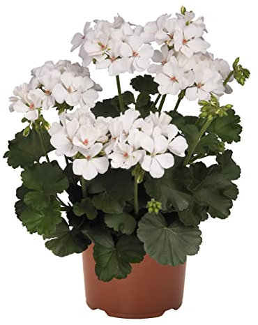 Geranio Color Blanco Premium DECOALIVE Planta Natural con Flores para Exterior e Interior Flores Blancas