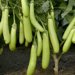 Plant World Seeds - Aubergine Green Sausage F1 Seeds (Vegetable Seeds)
