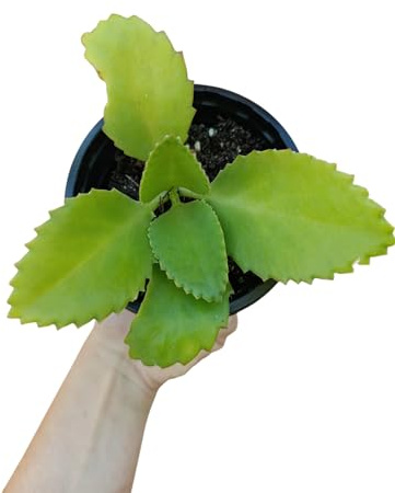 Kalanchoe Laetivirens pianta grassa succulenta - vaso Ø10 cm