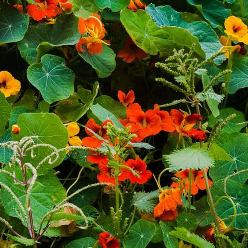 Nasturtium Jewel of Africa Mixed Seeds – Easy to Grow Edible Flowers – Must Have for Trellis, Borders & Containers – Half Hardy Annual – for Your Beautiful Garden