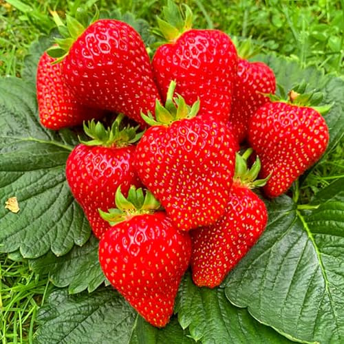 GrunerGarten Erdbeerpflanzen 10 Stück, Erdbeeren zum Auspflanzen Typ ‘Hossa’, Pflanzen Mehrjährig und Immertragende, Süße Früchte, Pflanze Frigo, Strawberries Seedling