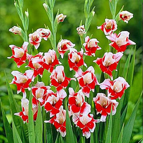 Gladiolus Bulbs UK,Potted-Plants-Rhizome,Gladiolus Plants for Garden,Excellent Display-15bulbs-H