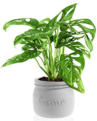 Monstera Monkey Leaf Blumentopf Honey Weiß Durchmesser von 11 cm und ist 12 cm hoch