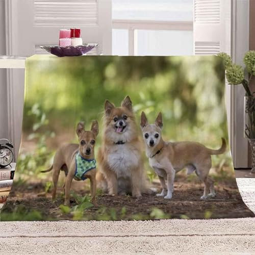 Kuscheldecke Flauschig 100x135 Hund 3D Decke Süßes Haustier Flanell Fleecedecke Weich und Warme Wohndecken Kuscheldecken Sofa Bett Überwurfdecke Sofadecke Couch Blanket Y5566