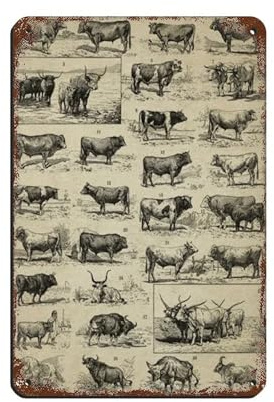 Cartel de metal vintage con diseño de toros antiguos para decoración de pared, bar, bar, decoración de pared, póster retro de 8 x 12 pulgadas (20 x 30 cm)