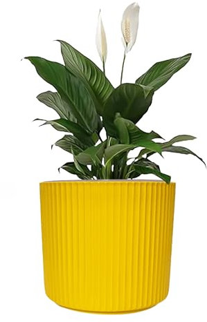 Sutars Vasi per piante da interno con drenaggio, autoirrigazione, in plastica, 15 cm (giallo)