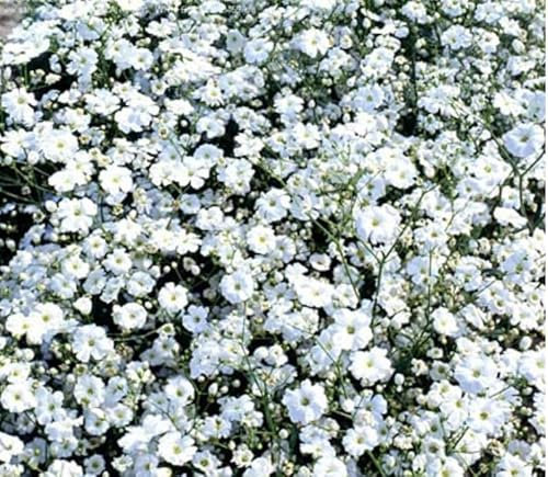 Gypsophila Elegans Flower Covent Garden White 3000 Fresh Seeds Wildlfower Baby's Breath