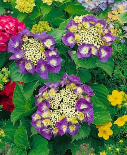 Bauernhortensie Hydrangea macrophylla Frisbee Hot Pink 30-40 cm winterhart